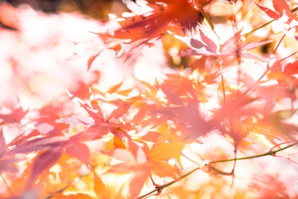 https---www.pakutaso.com-assets_c-2015-06-PAK85_nagarerukazetoaki20141206101513-thumb-1000xauto-17831 (1)
