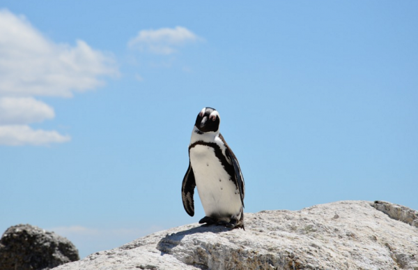 Free_photo__Penguin__Beach__South_Africa__Water_-_Free_Image_on_Pixabay_-_657527
